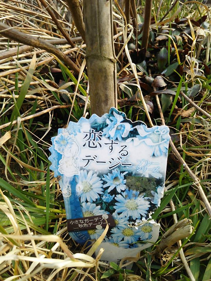 保育所裏の匂い菖蒲の水たまりの脇は植えてから3年目になる西から友禅菊(商品名恋するデージー)が2株-2017-03-19