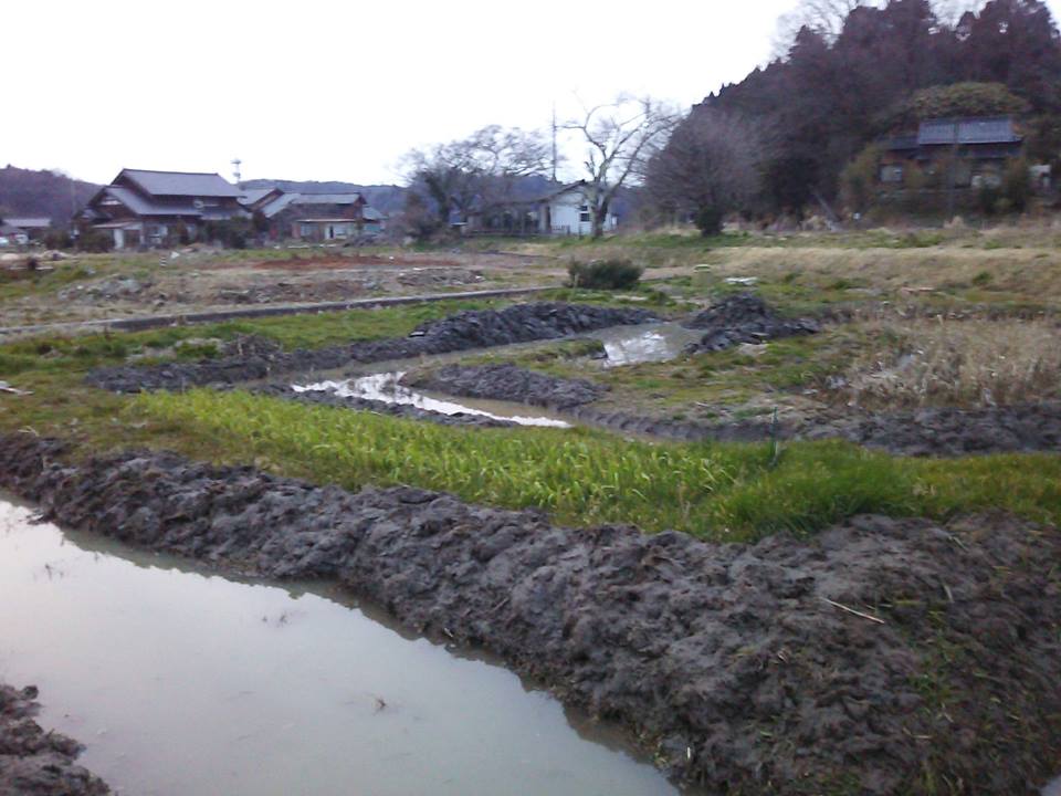 この面の匂い菖蒲の株を残して水の中の雑草をひたすら取るだけの作業で4時間ほどかかります-2017-03-18