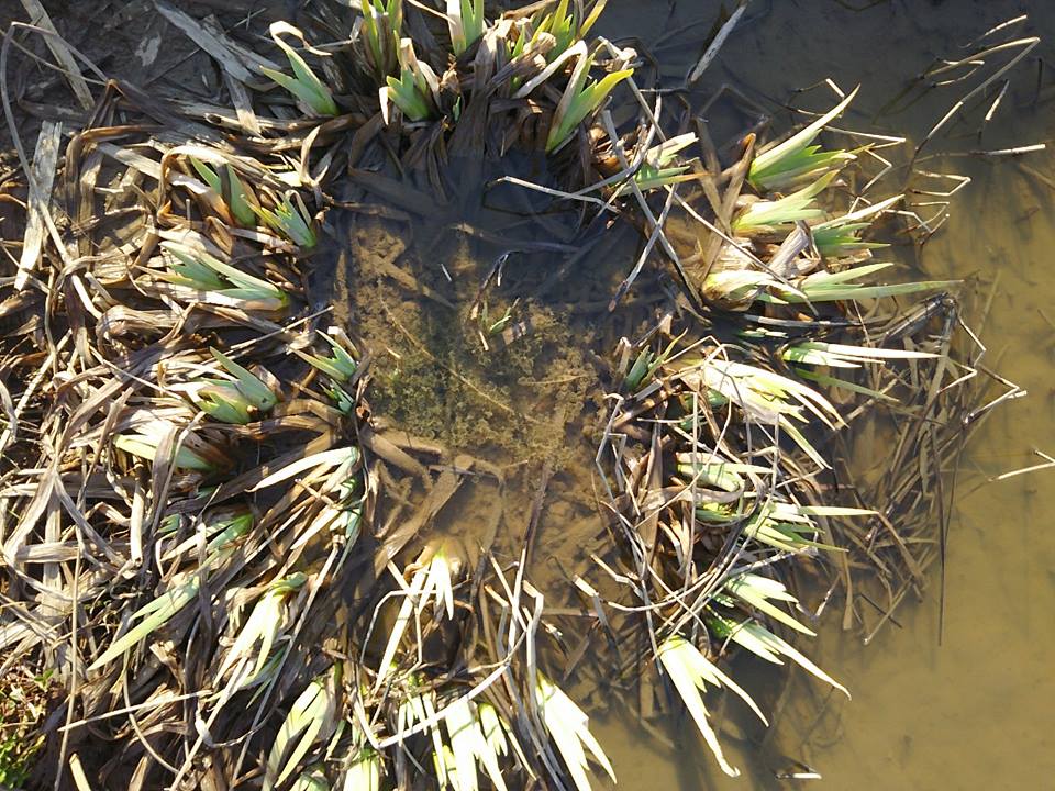 カキツバタの株の中に産みつけられたたぶんアカガエルの卵-2017-03-18