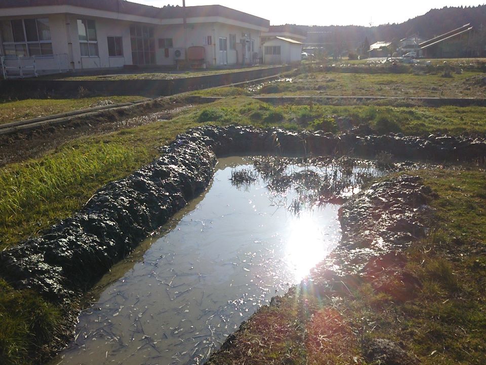 匂い菖蒲とカキツバタとスイレンとメダカが育ちやすいように工事中です-2017-03-18