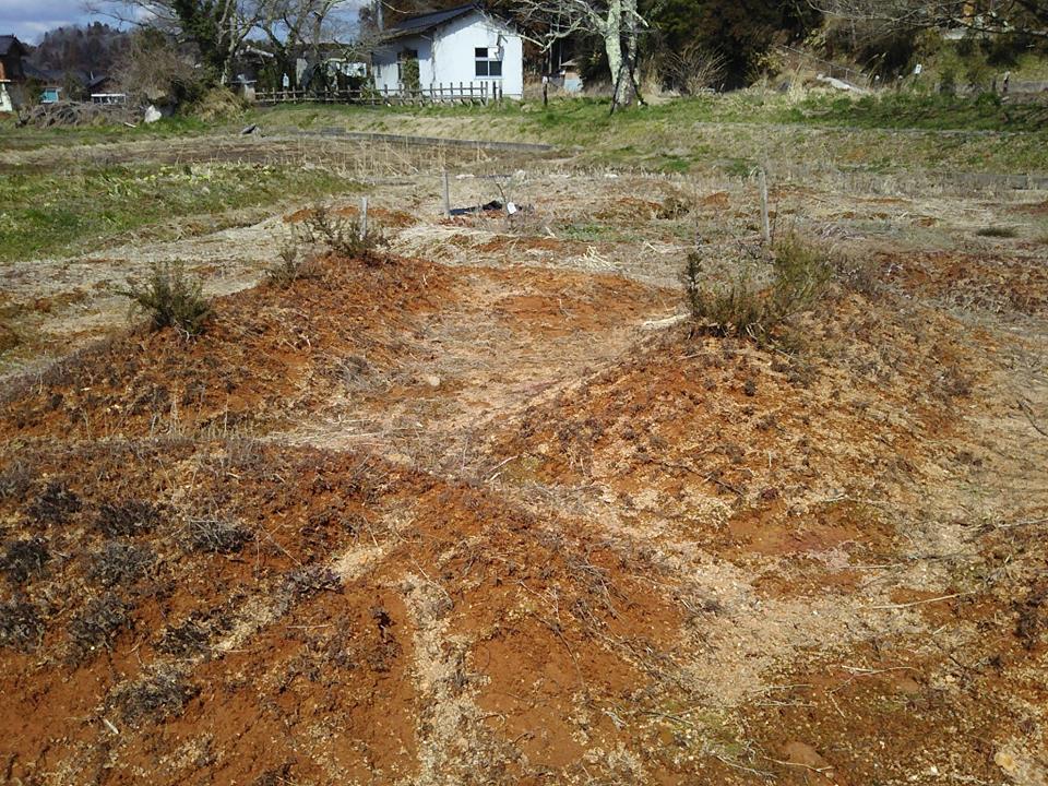 こっちのローズマリーはマリンブルーという品種です。3年目でやっと大きくなってきました-2017-03-17