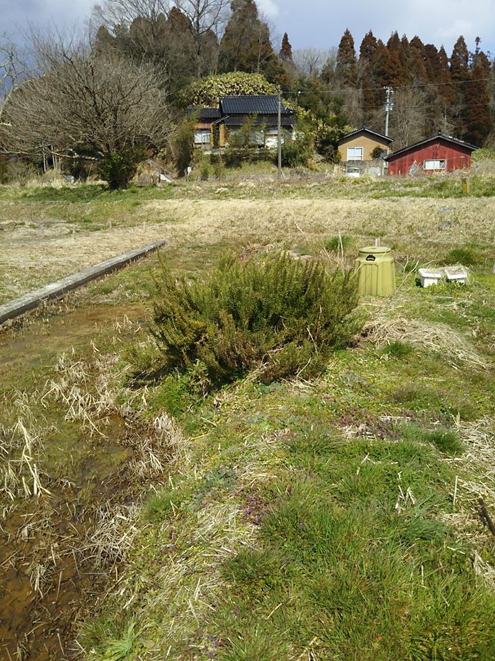 去年の秋にローズマリーの枝を地面に直接さしましたが失敗したみたいです-2017-03-18