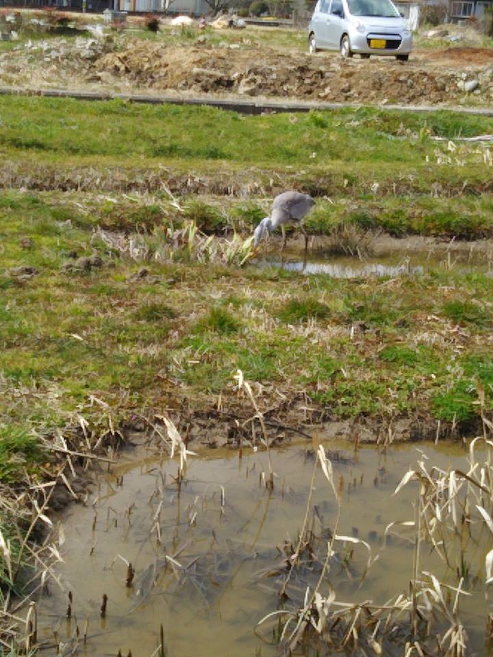 子どものさぎがカキツバタのそばで餌食べに来た-2017-03-17