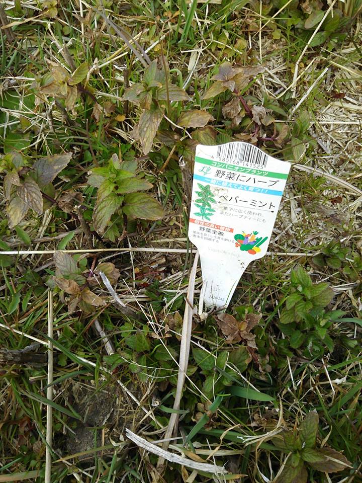 ペパーミントとチャイブです-2017-03-19