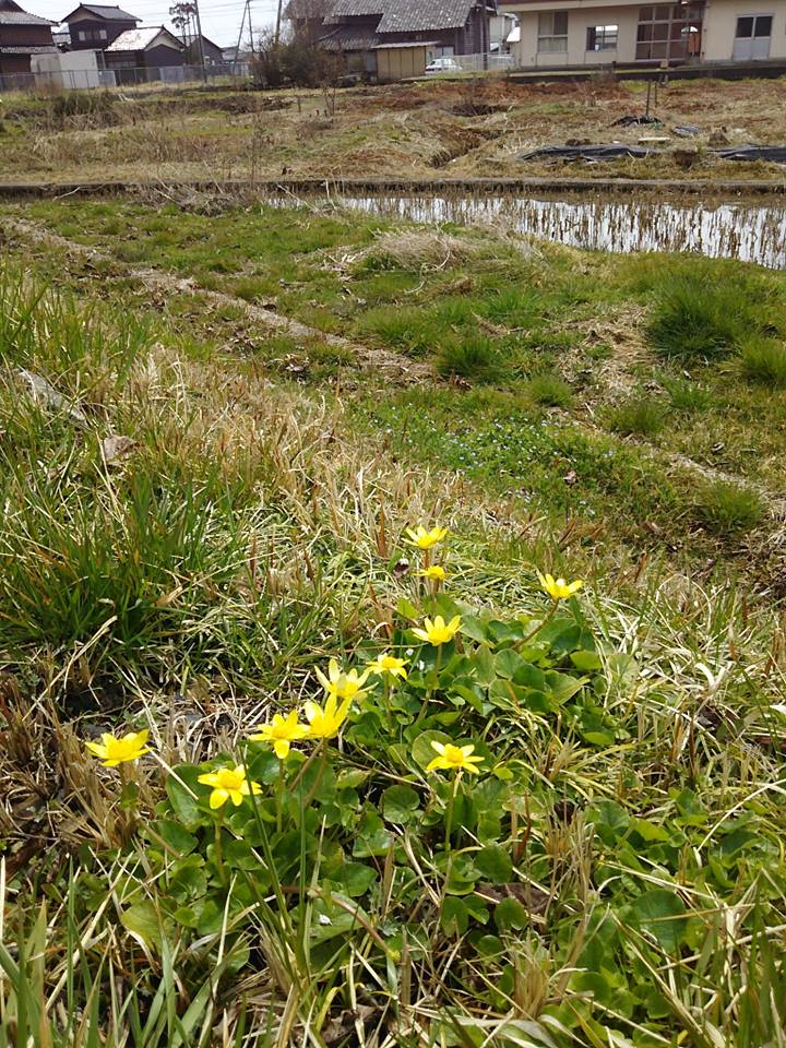 春ですね。ここの菖蒲湯用の匂い菖蒲の手入れであと2、3日かかりそうです-2017-03-23