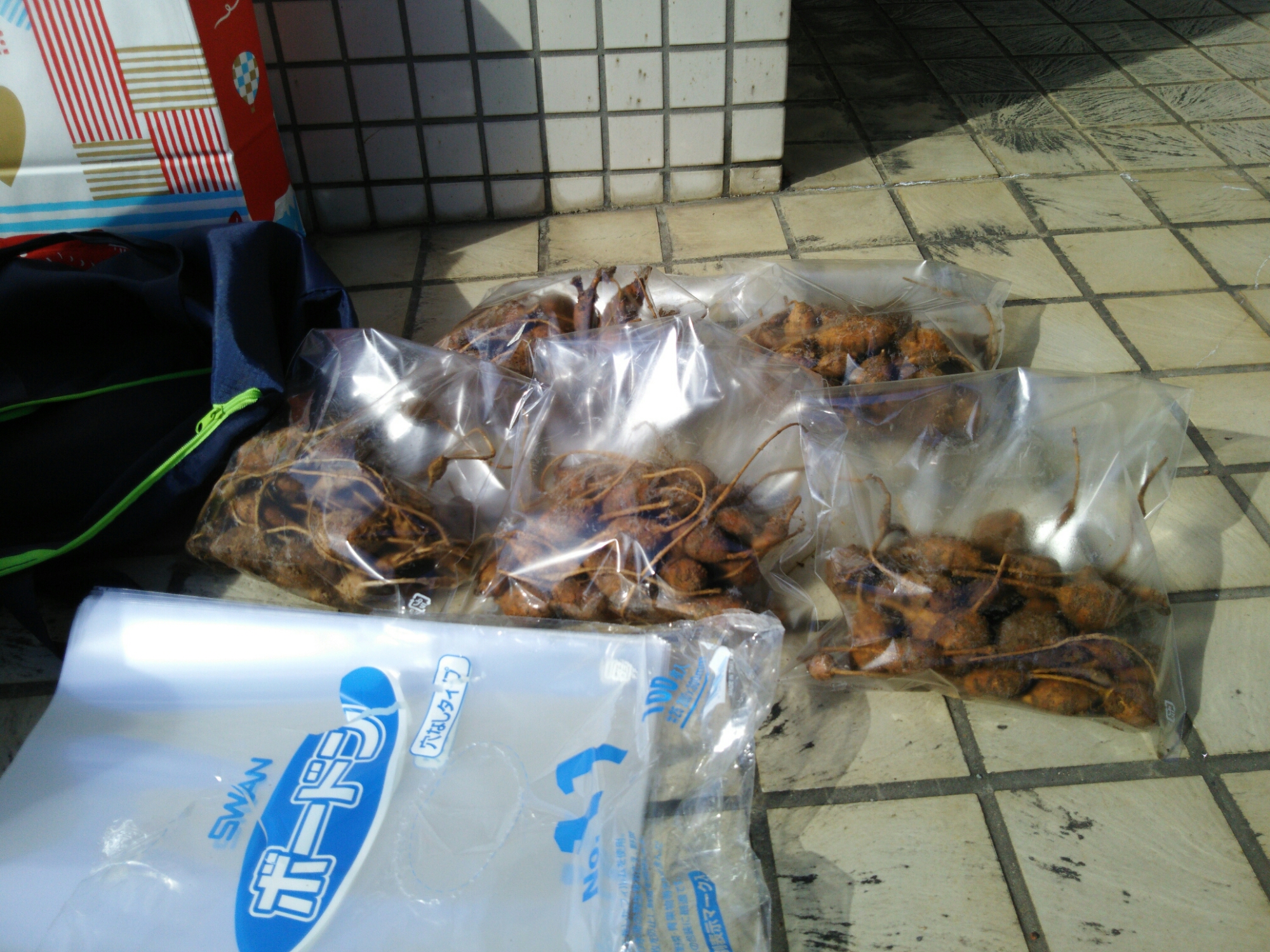 佐久大学に行ってきました。種苗交換会でアピオスを出しました-2017‐03‐06