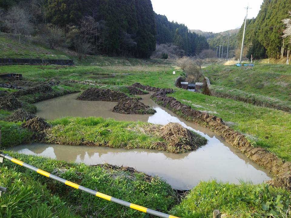 あとはスイレンを移して安来(やすぎ)のドジョウ入れます 2017-04-16