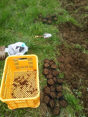 雨が降ってきたので、アピオスのポット苗を作った2017-04-17