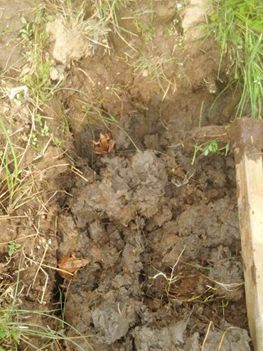 アピオス掘り起こし作業中です 2017-04-17