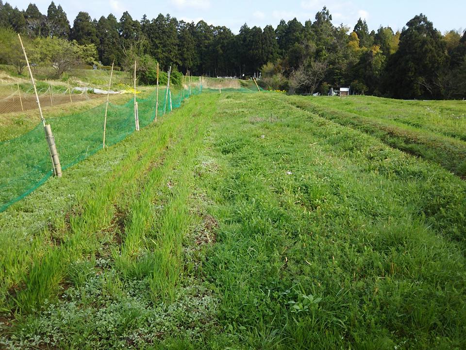 辛味大根とビタミン大根の花が咲いてます 2017-04-20