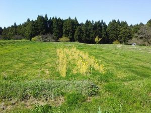貧弱な花が咲いているのが三陸つぼみ菜 2017-04-24