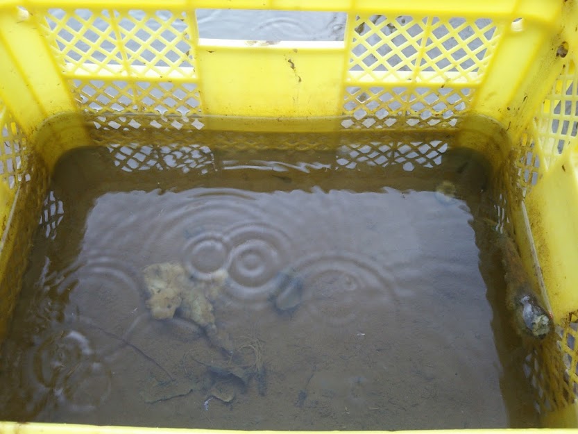 キクイモの駆除方法を見つける目的で冬に収穫かごに入れて水の中に浸けていました 2017-04-03