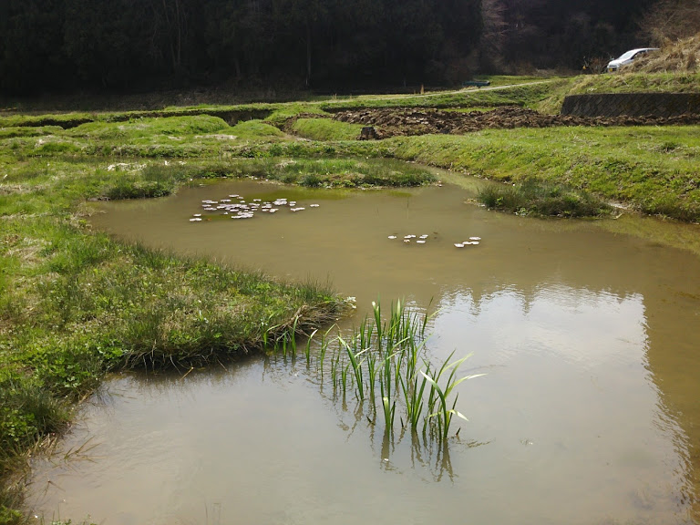 ここの菖蒲は葉が虫にやられないできれいな状態です 2017-04-12