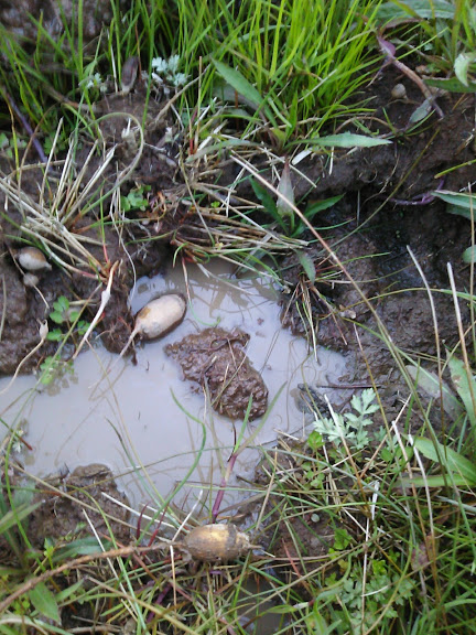 ビオトープの形が大体できました 2017-04-12