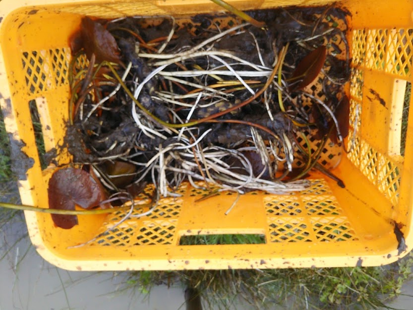 睡蓮(スイレン)の株を移植しました 2017-04-13