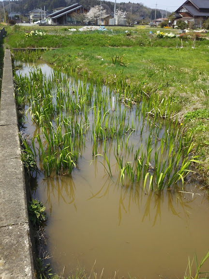 匂い菖蒲の栽培について分かったこと 2017-04-15