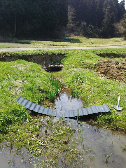 アゼシート設置とビオトープの雑草とり 2017-04-14