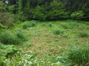 ススキを増やす作業をしてます 2017-05-13