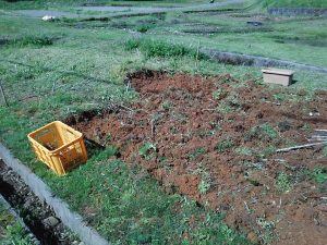 キクイモ掘り起こして移植しました 2017-05-02