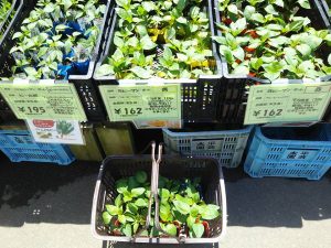 金沢の松下種苗さんで苗を買ってきました 2017-05-04