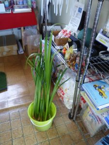 森本石油さんへ菖蒲を置いてきました 2017-05-04