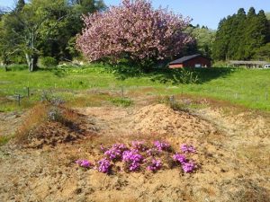 八重桜の花が満開 2017-05-04