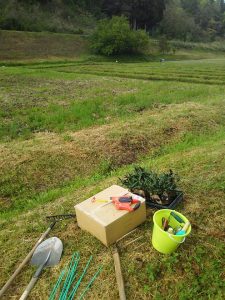 金時草の苗を15株定植しました 2017-05-06
