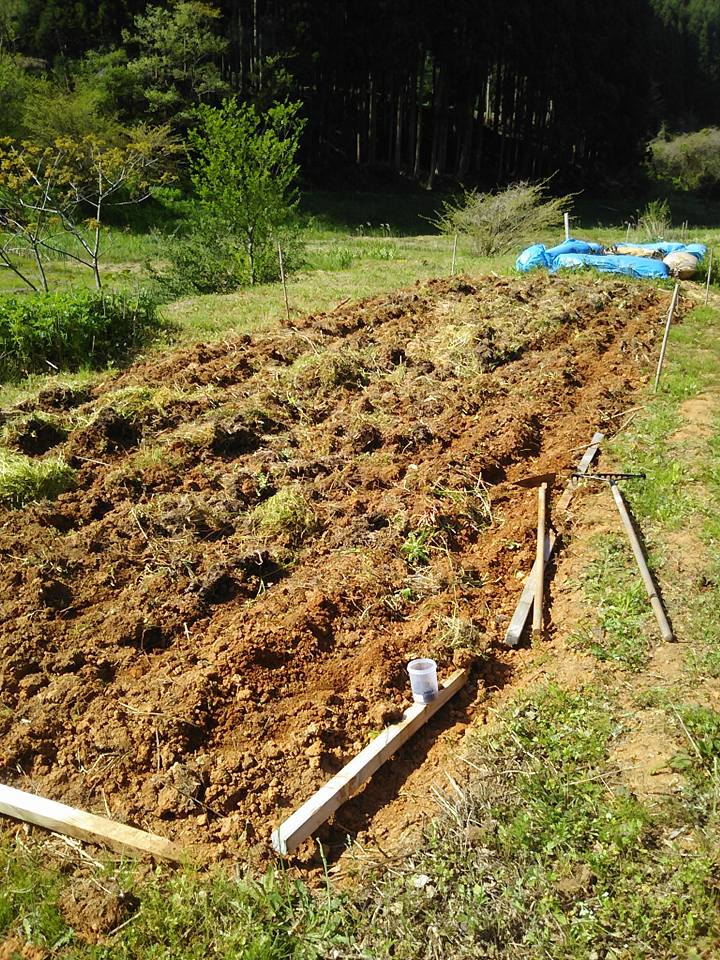 30㎡にキタワセソバを条間30cmですじまきしました 2017-05-07