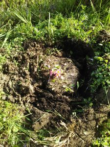 お地蔵さんの所に植えたパンジー 2017-05-07