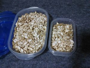 これはバターナッツの種です 2017-05-08