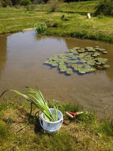 ひまわりの種５粒まきました 2017-05-08
