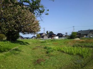 ピーマン苗の定植前に草刈りです 2017-05-08