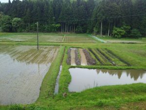 境界線作りはとりあえず終わりです 2017-05-10