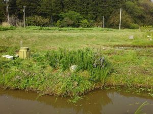 ローズマリーはずっと花咲かせてます 2017-05-11