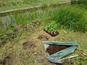 赤と黄色のピーマンの定植 2017-05-12