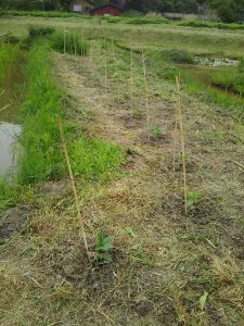 支柱は荒れ地の枯れたススキを使いました 2017-05-12