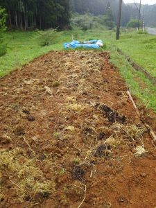夏そばの種が発芽したようです 2017-05-14