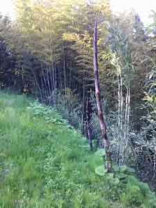 ほ場の隣の竹林の手入れ 2017-05-18
