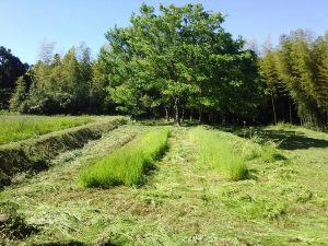 今もカザフ辛味大根(味は？)が自然生えしてくる 2017-05-19