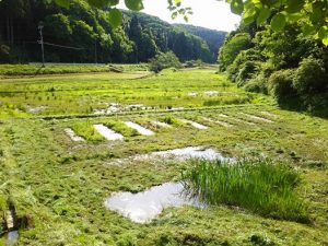 菖蒲を増やせる農地どこかないですか？ 2017-05-20