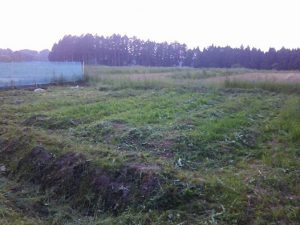 西洋わさびの畑の草刈り 2017-05-21