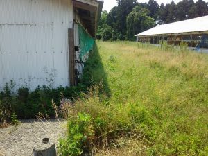 たぶんアップルミントよりもヨモギの方が強いと思う 2017-05-31