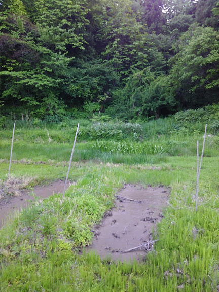 重湿田でのアピオスの試験栽培してます 2017-05-19