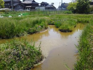 ずっと青天続きで菖蒲池が干上がってきました 2017-05-21