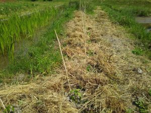 金沢中央卸売市場まで出かける前に敷きわら作業 2017-05-23