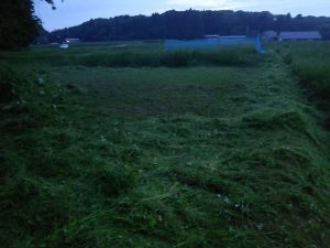 コスパの高い水田転作用野菜は自分で探します 2017-05-23