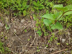 斜面の夏蕎麦の直播きは失敗したようだ 2017-05-24