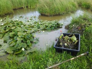 白いスイレンの移植です 2017-06-02