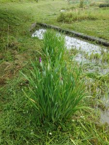 花しょうぶが咲く時期になりました 2017-06-08