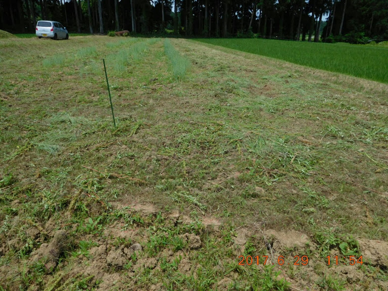 そうめんかぼちゃですが、雨不足で不作確定です 2017-06-29